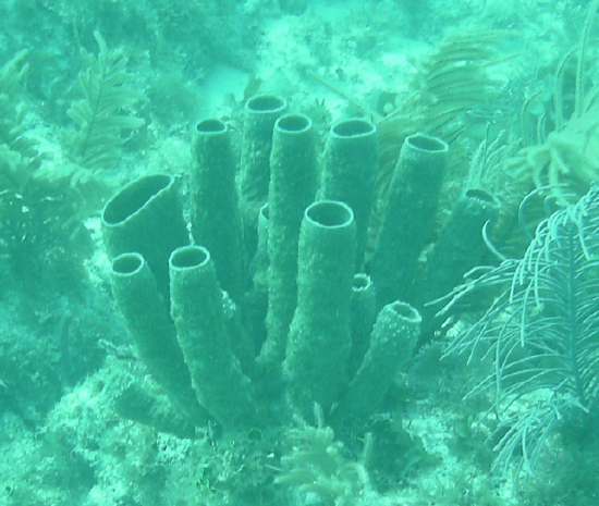  Agelas conifera (Brown Tube Sponge)